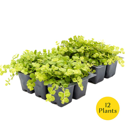 3 Yellow Moneywort Plants in 2.5” Cubes | Evergreen Trailing Groundcover with Golden Foliage for Landscaping (Lysimachia nummularia ‘Aurea’)