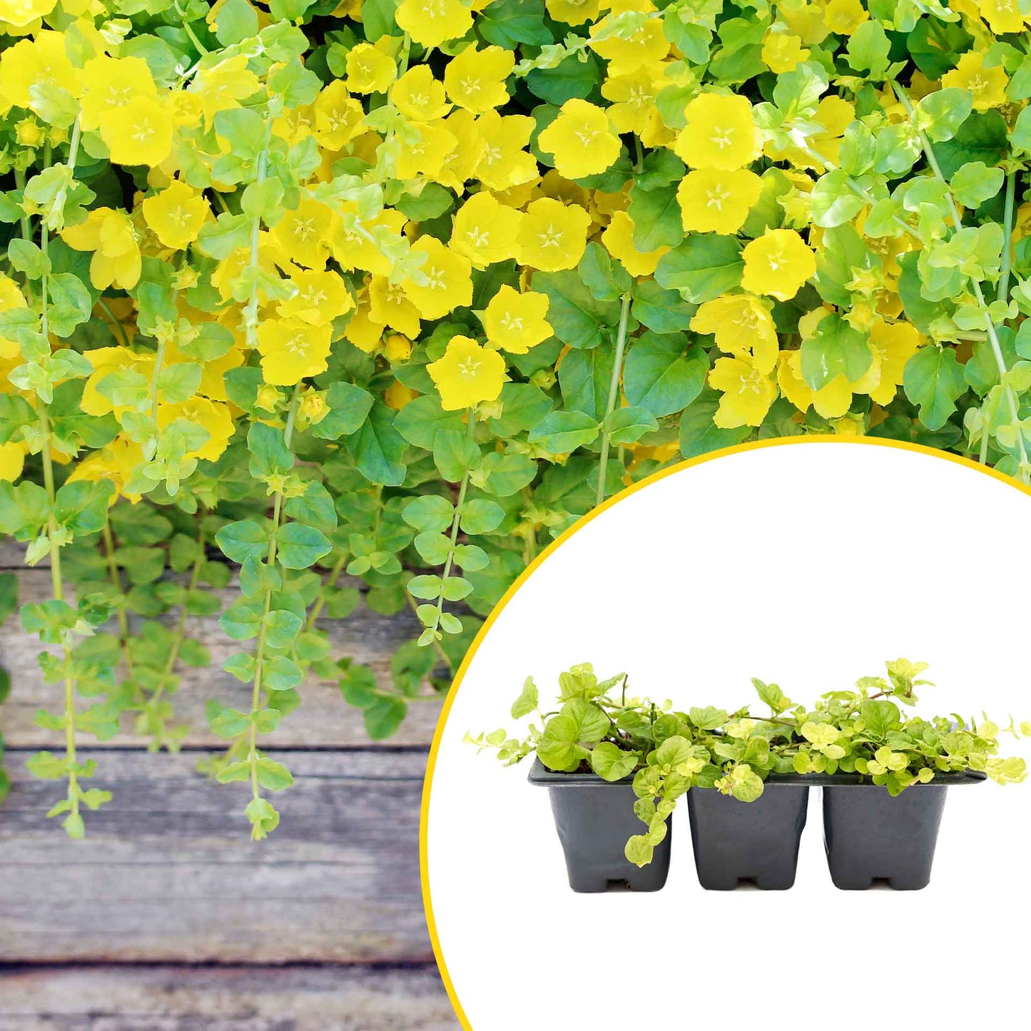 3 Yellow Moneywort Plants in 2.5” Cubes | Evergreen Trailing Groundcover with Golden Foliage for Landscaping (Lysimachia nummularia ‘Aurea’)