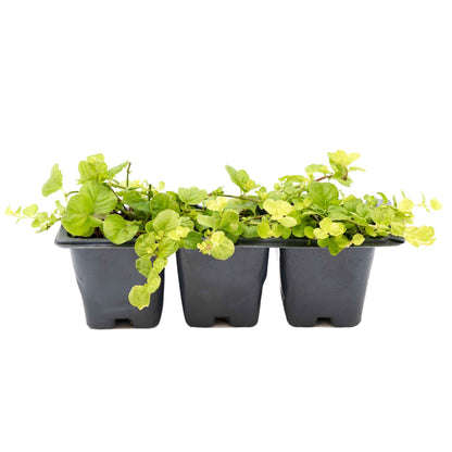 3 Yellow Moneywort Plants in 2.5” Cubes | Evergreen Trailing Groundcover with Golden Foliage for Landscaping (Lysimachia nummularia ‘Aurea’)