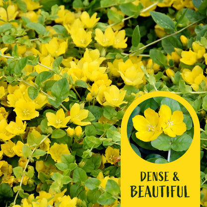 3 Yellow Moneywort Plants in 2.5” Cubes | Evergreen Trailing Groundcover with Golden Foliage for Landscaping (Lysimachia nummularia ‘Aurea’)