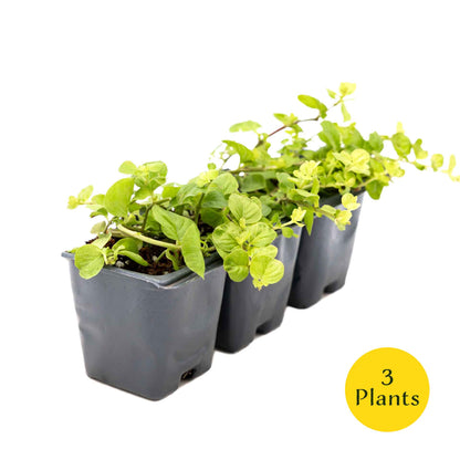 3 Yellow Moneywort Plants in 2.5” Cubes | Evergreen Trailing Groundcover with Golden Foliage for Landscaping (Lysimachia nummularia ‘Aurea’)
