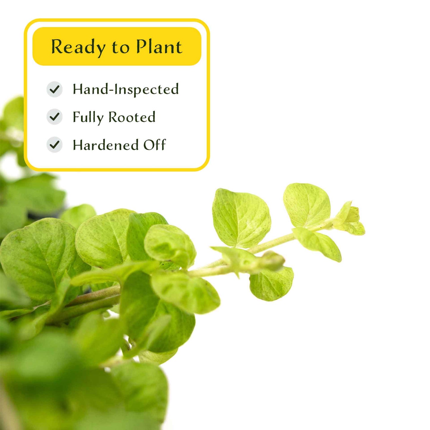 3 Yellow Moneywort Plants in 2.5” Cubes | Evergreen Trailing Groundcover with Golden Foliage for Landscaping (Lysimachia nummularia ‘Aurea’)