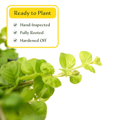 3 Yellow Moneywort Plants in 2.5” Cubes | Evergreen Trailing Groundcover with Golden Foliage for Landscaping (Lysimachia nummularia ‘Aurea’)