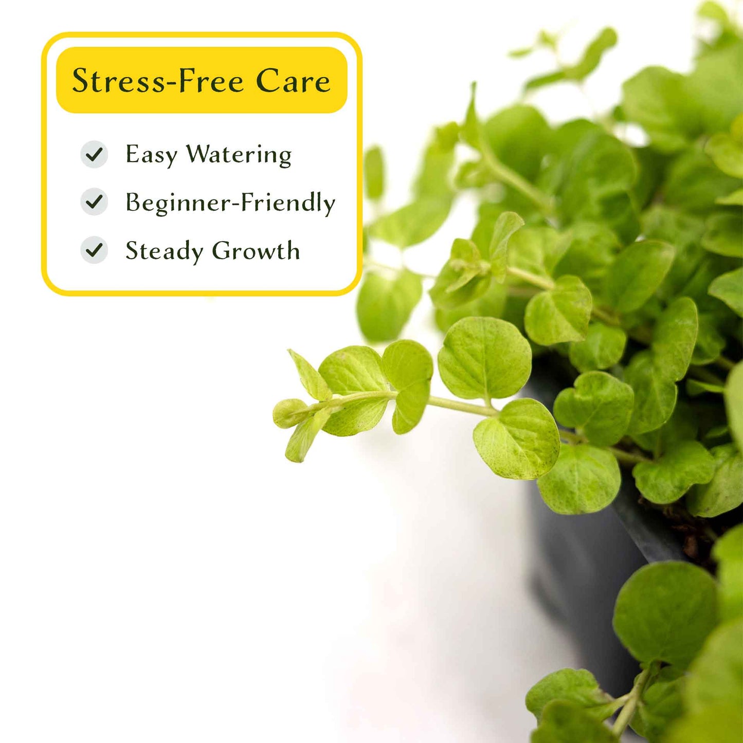 3 Yellow Moneywort Plants in 2.5” Cubes | Evergreen Trailing Groundcover with Golden Foliage for Landscaping (Lysimachia nummularia ‘Aurea’)