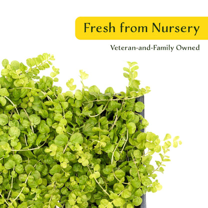 3 Yellow Moneywort Plants in 2.5” Cubes | Evergreen Trailing Groundcover with Golden Foliage for Landscaping (Lysimachia nummularia ‘Aurea’)