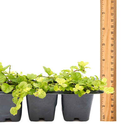 3 Yellow Moneywort Plants in 2.5” Cubes | Evergreen Trailing Groundcover with Golden Foliage for Landscaping (Lysimachia nummularia ‘Aurea’)