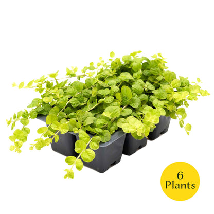 3 Yellow Moneywort Plants in 2.5” Cubes | Evergreen Trailing Groundcover with Golden Foliage for Landscaping (Lysimachia nummularia ‘Aurea’)