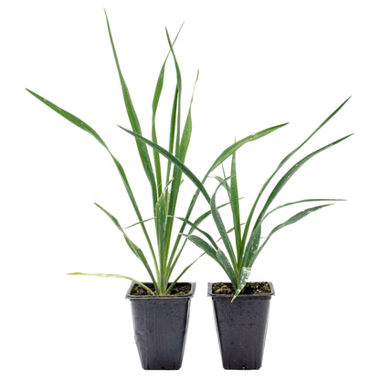 Adam’s Needle Yucca in 3.5” Nursery Cubes (Yucca filamentosa)