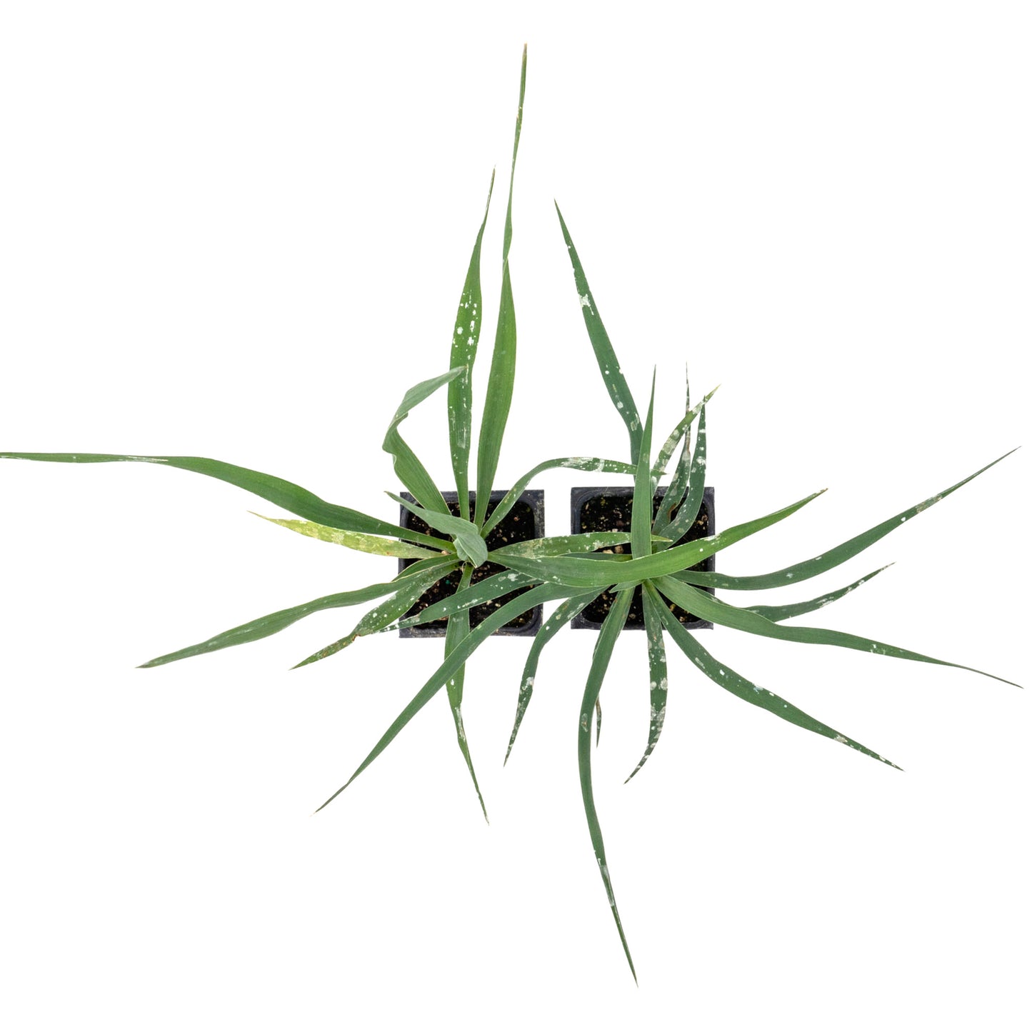 Adam’s Needle Yucca in 3.5” Nursery Cubes (Yucca filamentosa)