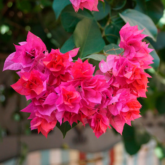 Temple Fire Bougainvillea | Live Plant in 2.5 Inch Nursery Cube | Bougainvillea spectablis 'Temple Fire'