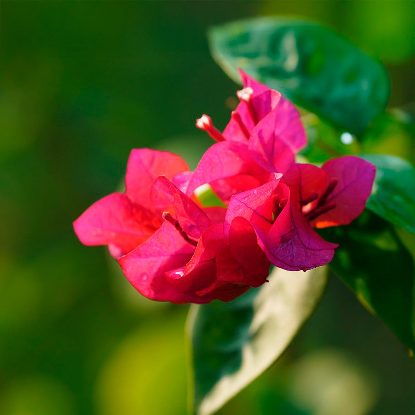 Juanita Hatten Bougainvillea | Live Plant in 2.5 Inch Nursery Cube | Bougainvillea × 'Juanita Hatten'