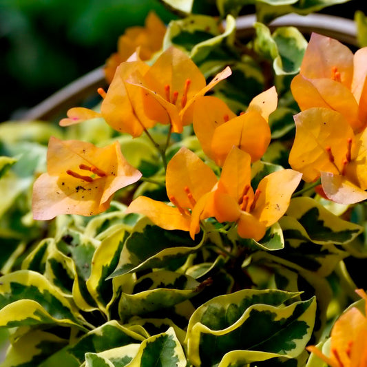 Bengal Orange Bougainvillea | Live Plant in 2.5 Inch Nursery Cube | Bougainvillea ‘Bengal Orange’
