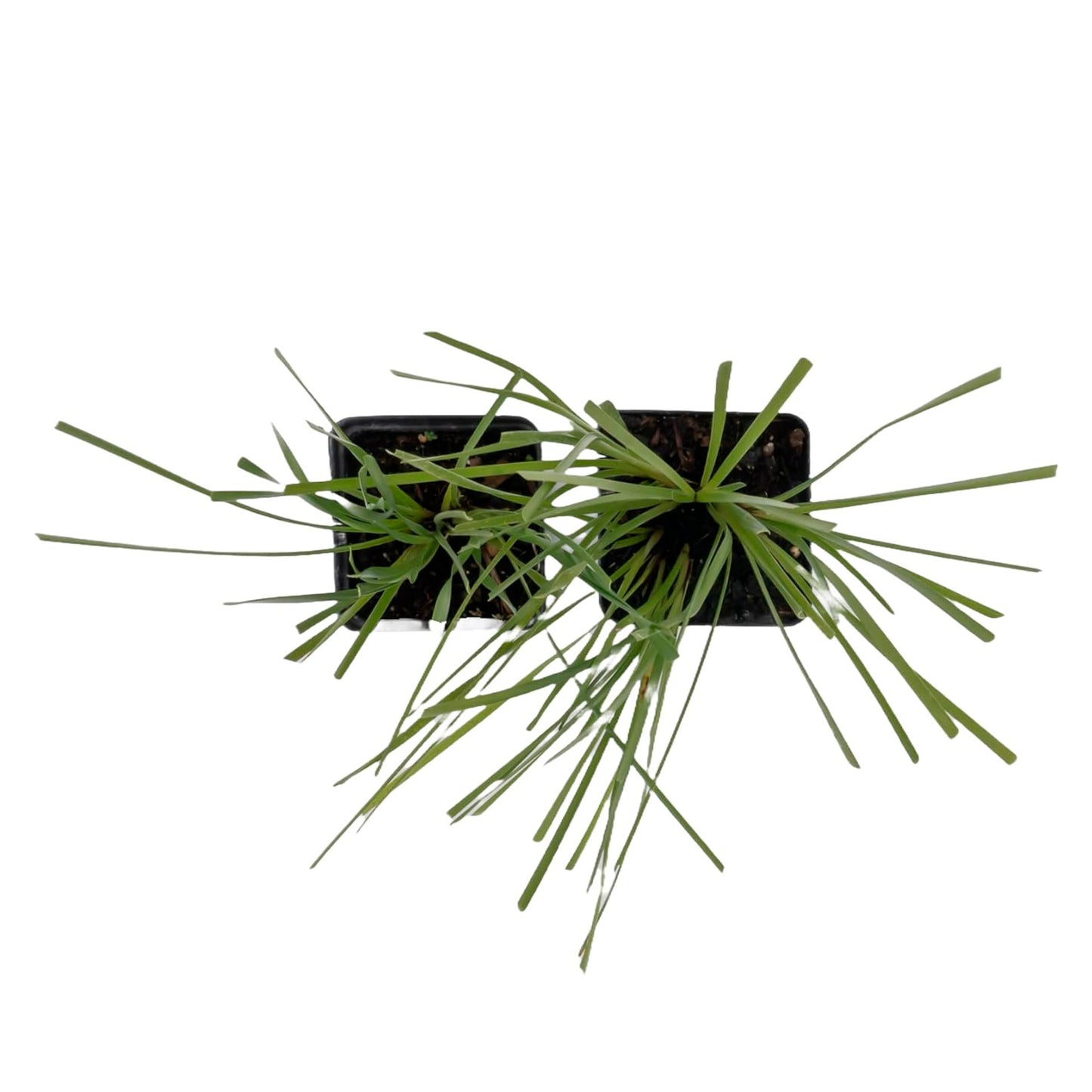 Lomandra Longifolia | Live Plant in 2.5 Inch Nursery Cube | Basket Grass