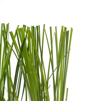 Lomandra Longifolia | Live Plant in 2.5 Inch Nursery Cube | Basket Grass