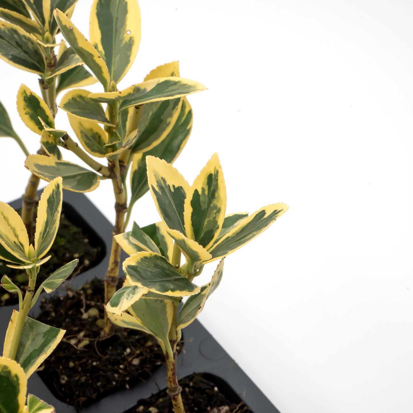 Silver King Euonymus | Live Plant in 2.5 Inch Nursery Cube | Euonymus Japonica