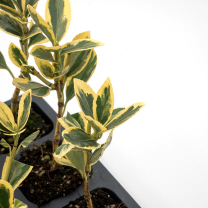 Silver King Euonymus | Live Plant in 2.5 Inch Nursery Cube | Euonymus Japonica