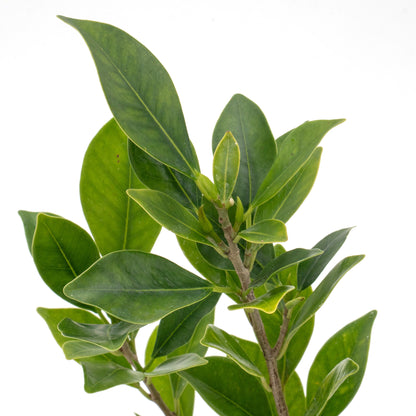 Indian Laurel Fig Tree | Live Sapling in 2.5 Inch Nursery Cube | Ficus Nitida