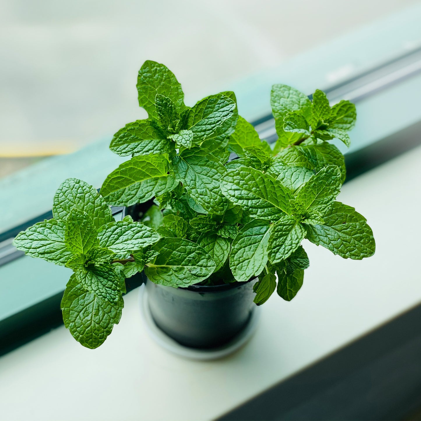 Strawberry Mint | Live Herb in 2.5 Inch Nursery Cube | Mentha × piperita 'Strawberry'