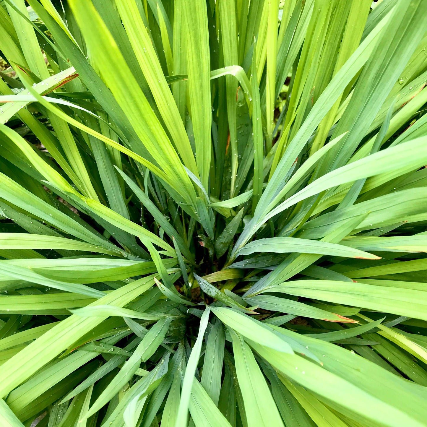 West Indian Lemongrass | Live Edible Herb in 4 Inch Nursery Pot | Cymbopogon Citratus