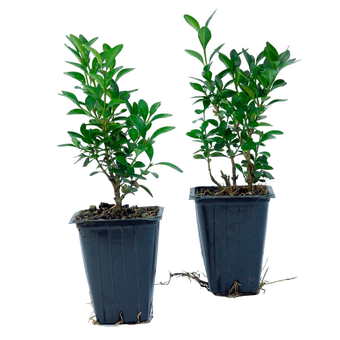 Green Velvet Boxwood | Live Plant in 2.5 Inch Nursery Cube | Buxus ‘Green Velvet’