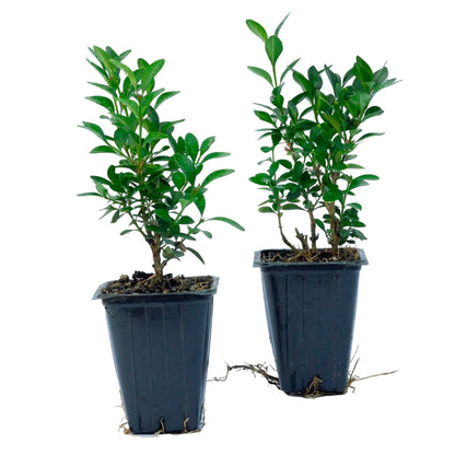 Green Velvet Boxwood | Live Plant in 2.5 Inch Nursery Cube | Buxus ‘Green Velvet’