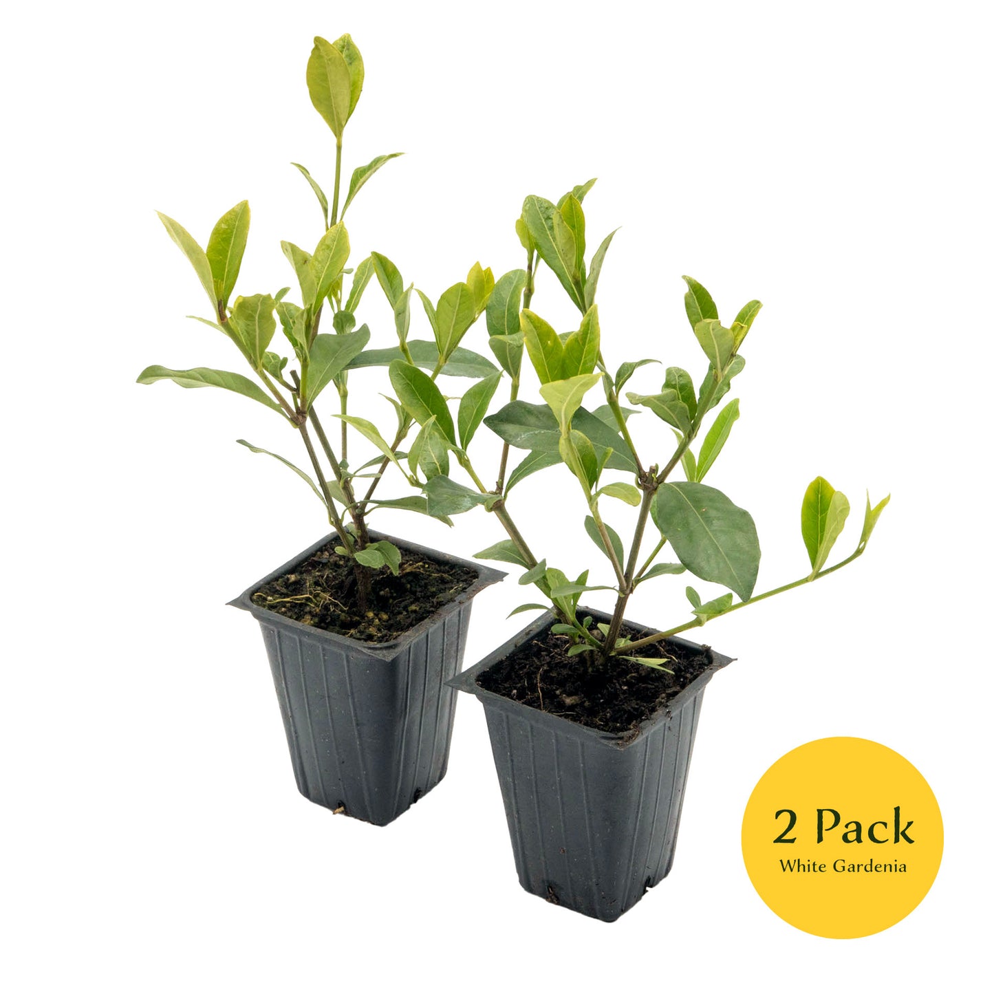 White Gardenia | Live Plant in 2.5 Inch Nursery Cube | Jasminoides ‘Veitchii’