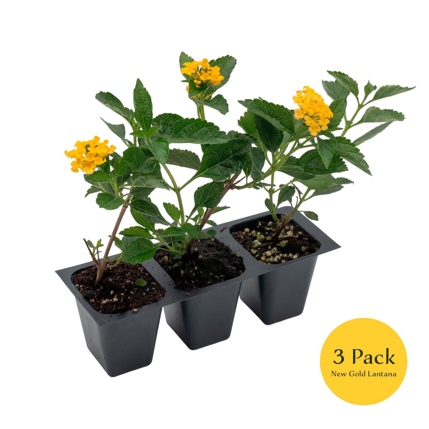 New Gold Lantana | Live Plant in 2.5 Inch Nursery Cube | Lantana x 'New Gold'