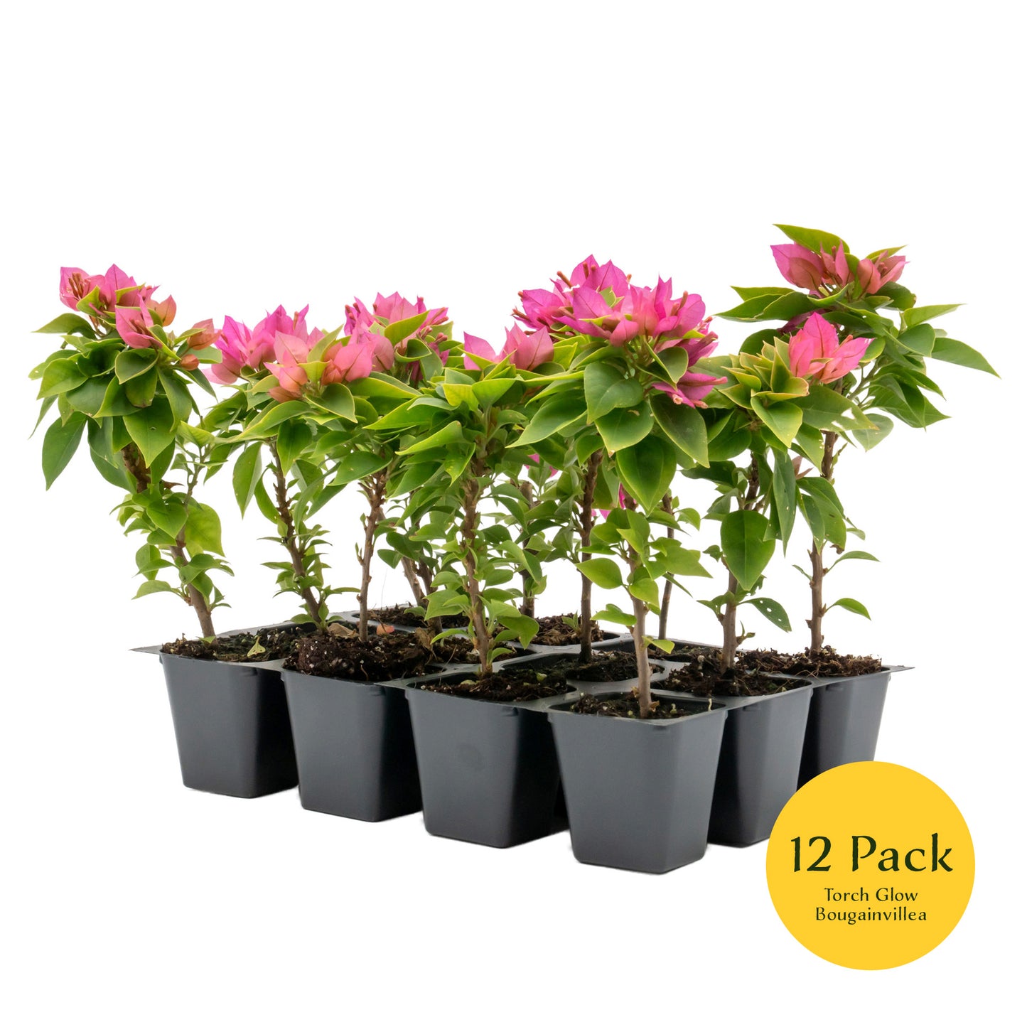 Torch Glow Bougainvillea | Live Plant in 2.5 Inch Nursery Cube | Bougainvillea spectabilis 'Torch Glow'