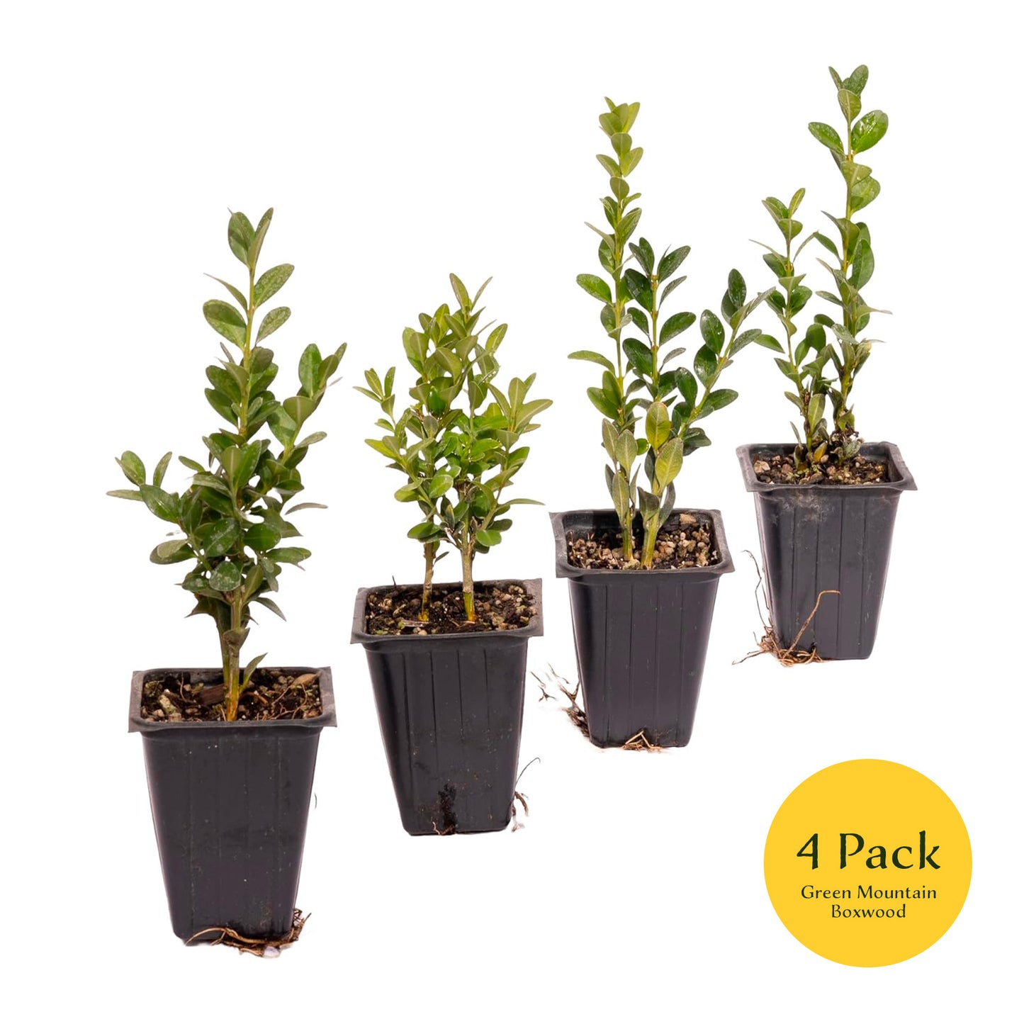 Green Mountain Boxwood | Live Plant in 2.5 Inch Nursery Cube | Buxus ‘Green Mountain’