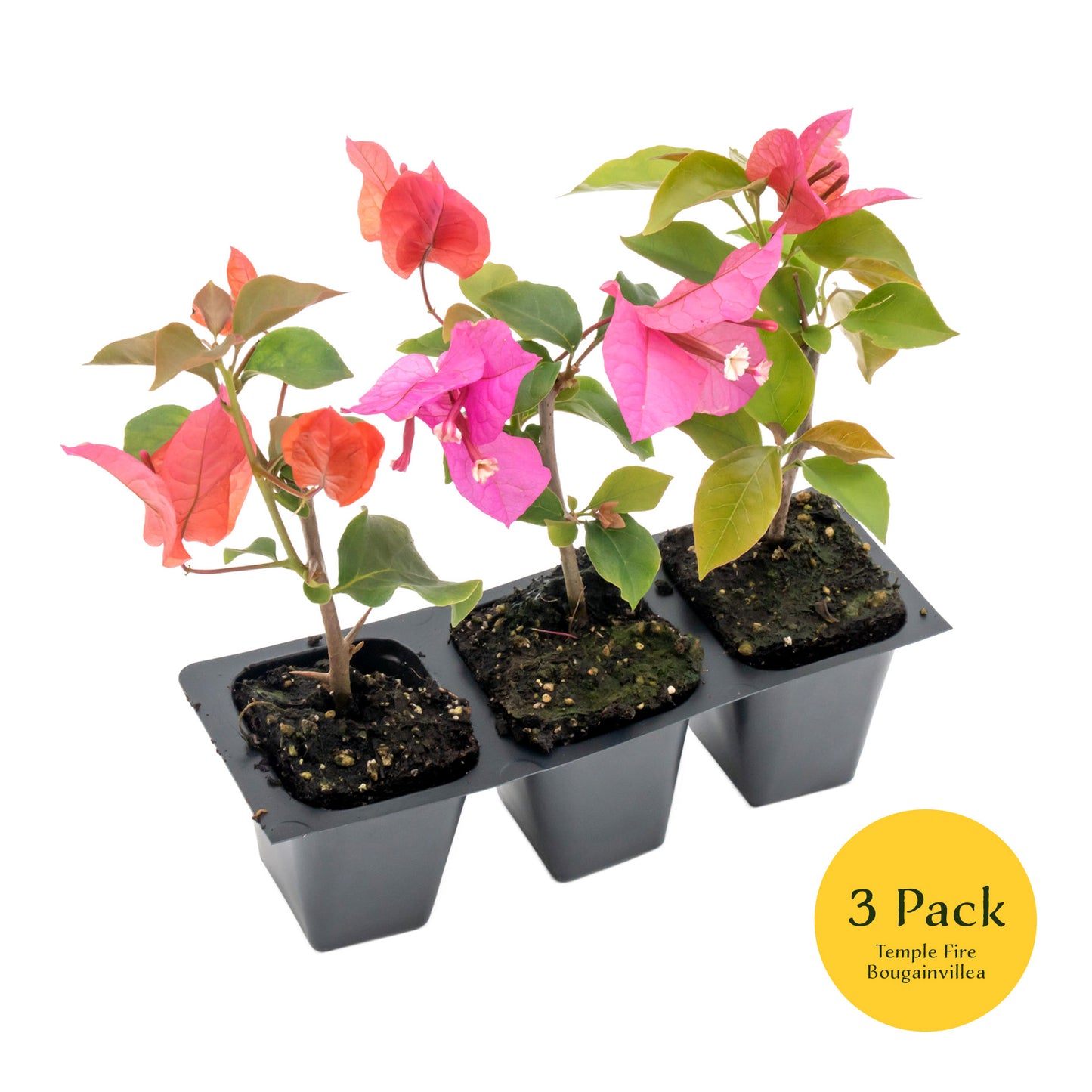 Temple Fire Bougainvillea | Live Plant in 2.5 Inch Nursery Cube | Bougainvillea spectablis 'Temple Fire'