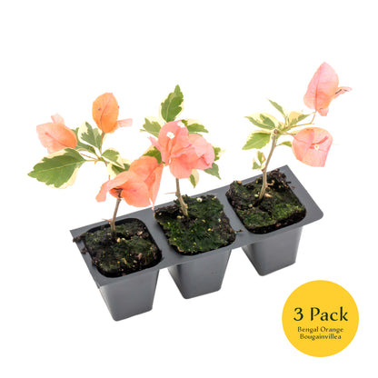 Bengal Orange Bougainvillea | Live Plant in 2.5 Inch Nursery Cube | Bougainvillea ‘Bengal Orange’