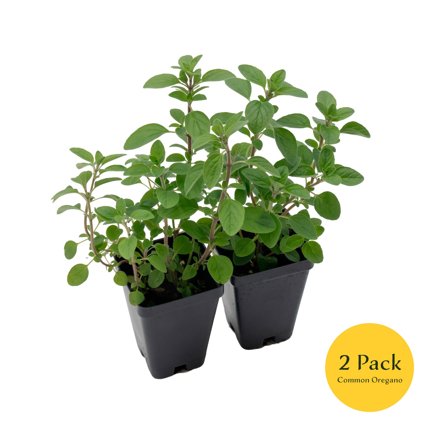 Common Oregano | Live Herb in 2.5 Inch Nursery Cube | Origanum Vulgare