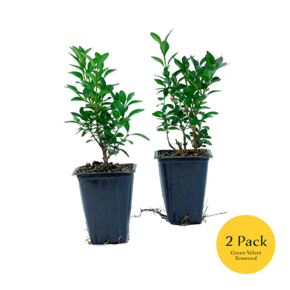 Green Velvet Boxwood | Live Plant in 2.5 Inch Nursery Cube | Buxus ‘Green Velvet’