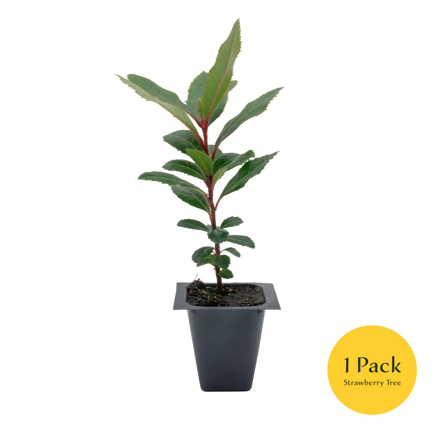 Strawberry Tree | Live Sapling in 2.5 Inch Nursery Cube | Arbutus Unedo