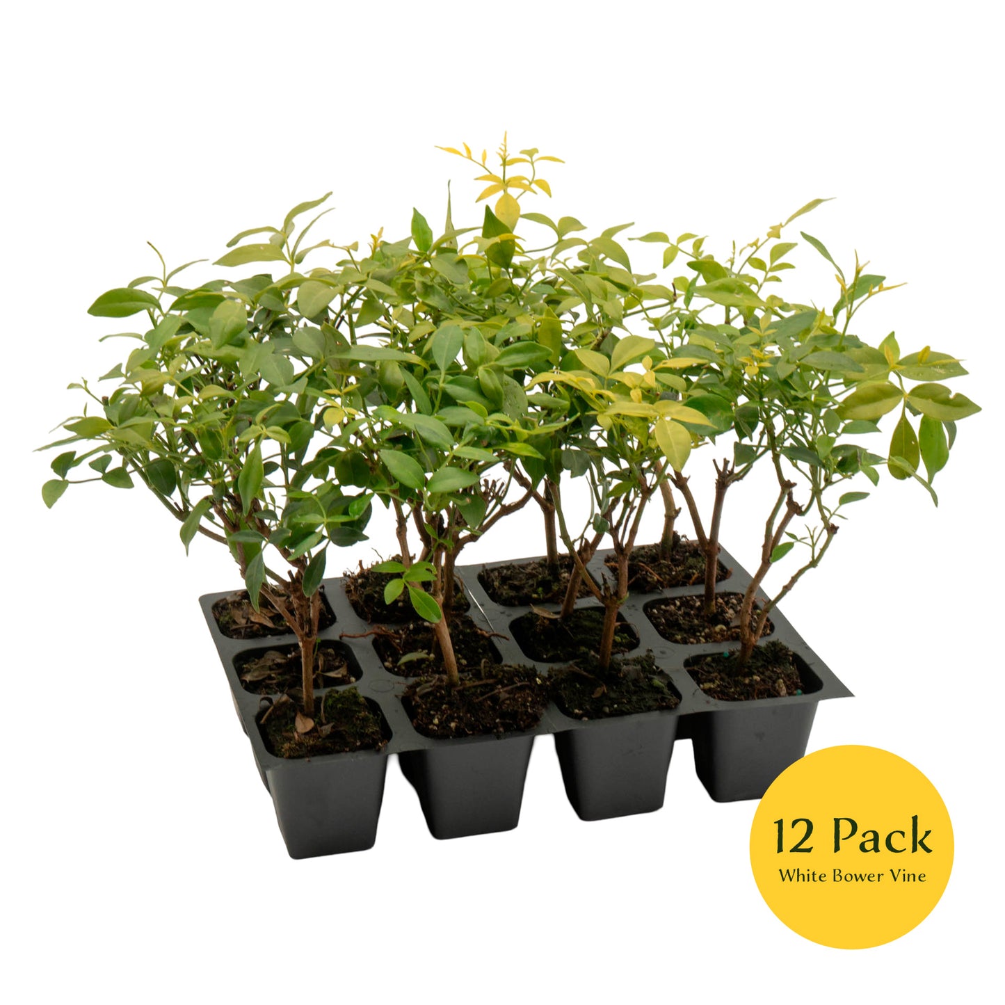 White Bower Vine | Live Plant in 2.5 Inch Nursery Cube | Pandorea Jasminoides 'Alba'