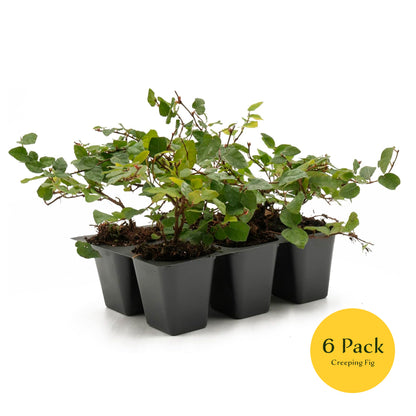 Creeping Fig | Live Plant in 2.5 Inch Nursery Cube | Ficus Repens