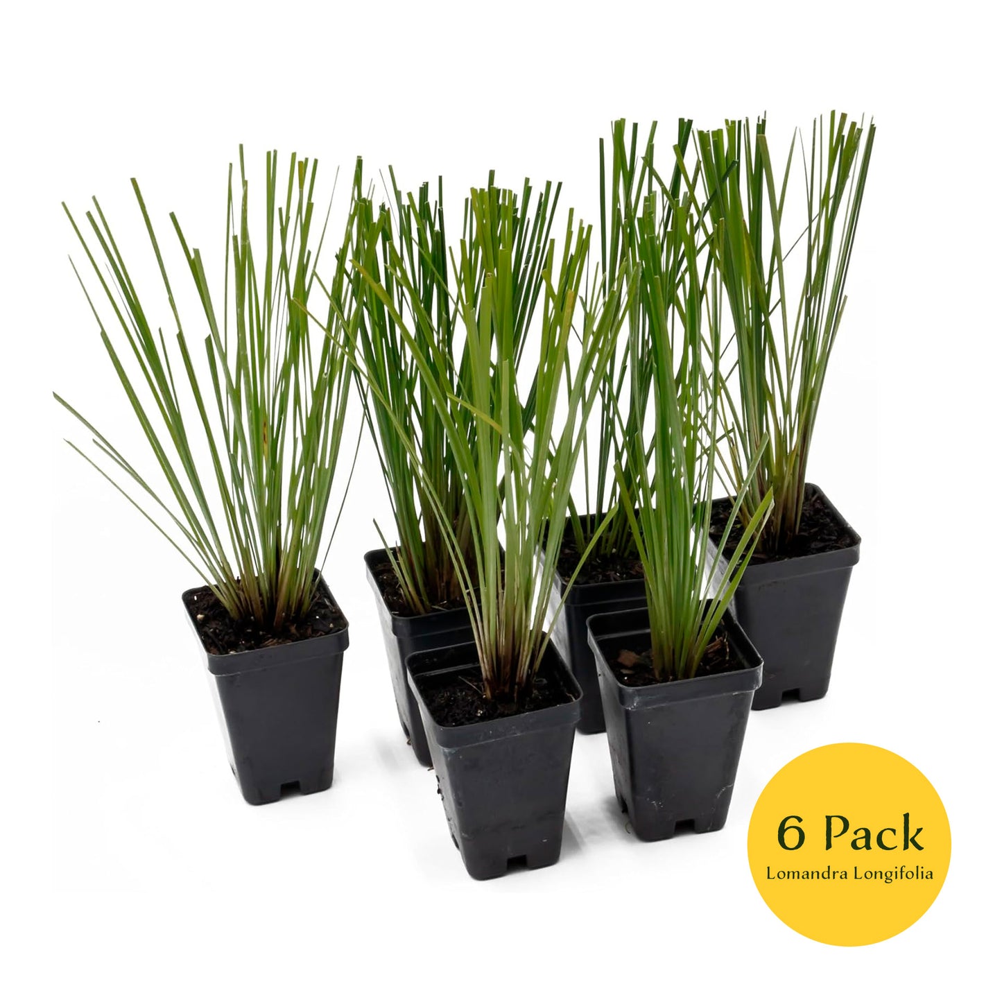 Lomandra Longifolia | Live Plant in 2.5 Inch Nursery Cube | Basket Grass