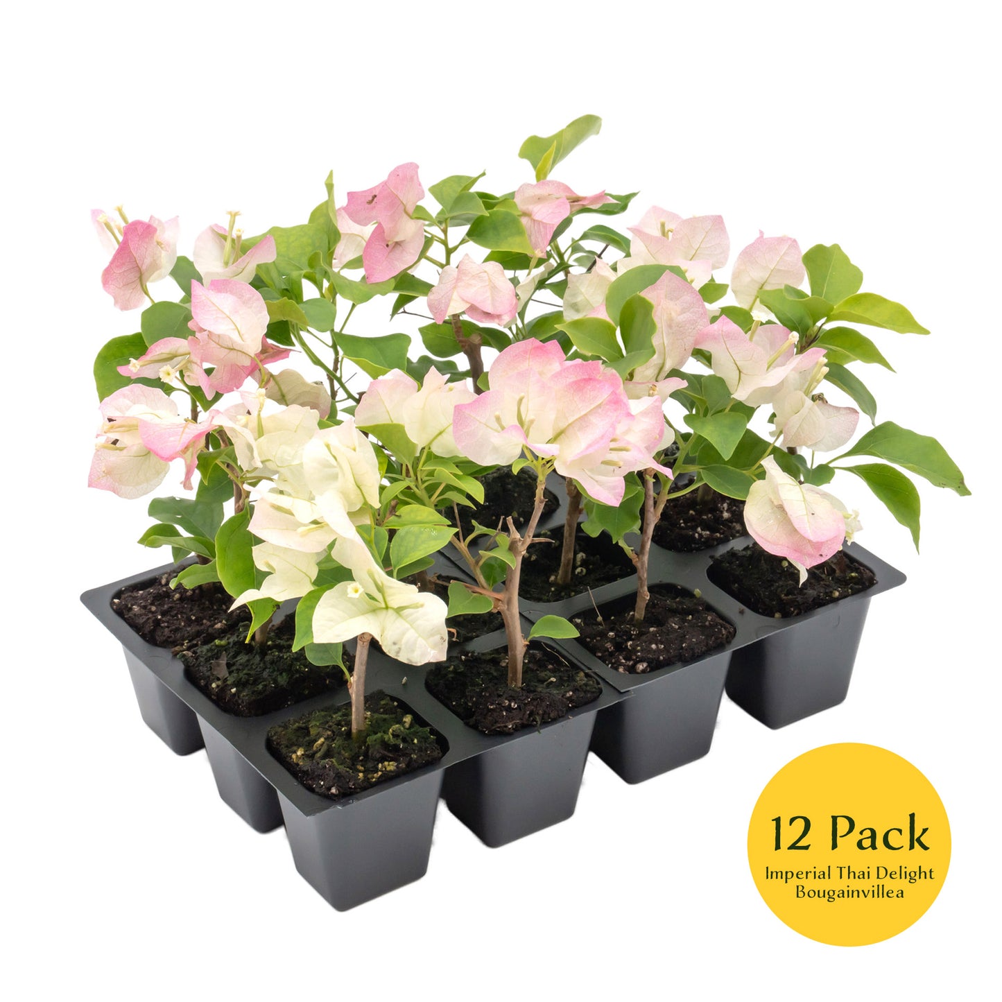 Imperial Thai Bougainvillea | Live Plant in 2.5 Inch Nursery Cube | Bougainvillea 'Imperial Thai Delight'