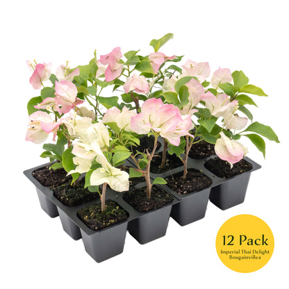 Imperial Thai Bougainvillea | Live Plant in 2.5 Inch Nursery Cube | Bougainvillea 'Imperial Thai Delight'