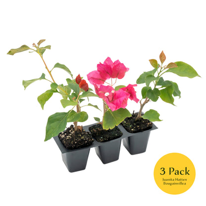Juanita Hatten Bougainvillea | Live Plant in 2.5 Inch Nursery Cube | Bougainvillea × 'Juanita Hatten'