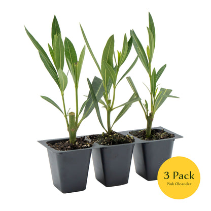 Pink Oleander | Live Plant in 2.5 Inch Nursery Cube | Nerium oleander 'Pink'