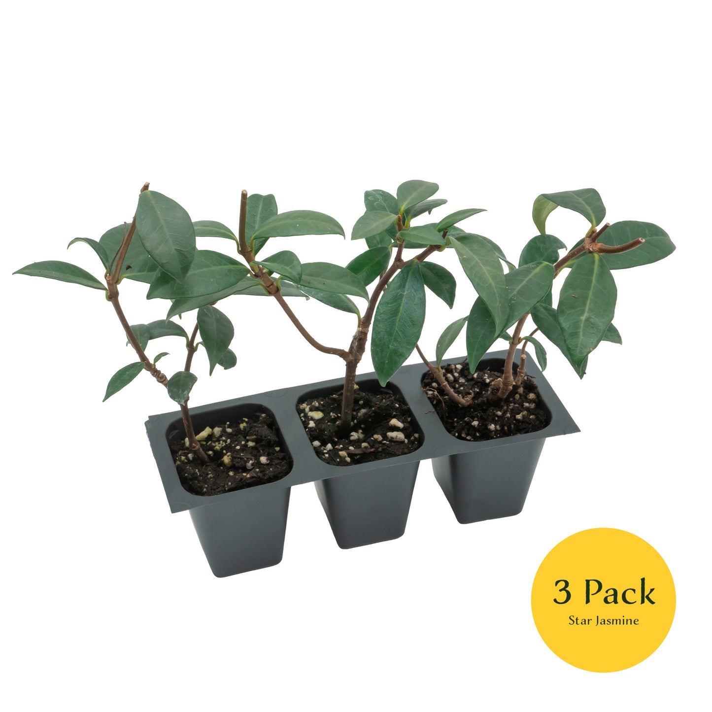 Star Jasmine | Live Plant in 2.5 Inch Nursery Cube | Trachelospermum Jasminoides
