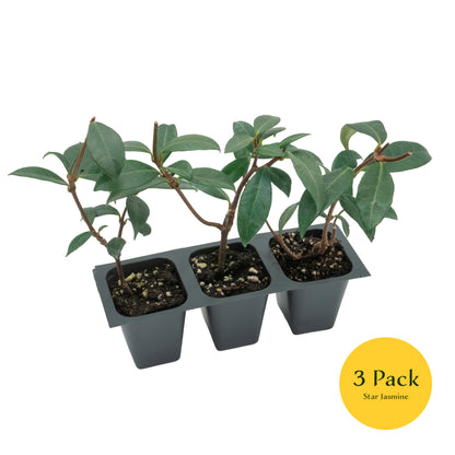 Star Jasmine | Live Plant in 2.5 Inch Nursery Cube | Trachelospermum Jasminoides
