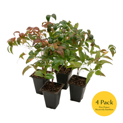 Fire Power Heavenly Bamboo | Live Plant in 2.5 Inch Nursery Cube | Nandina domestica 'Firepower'