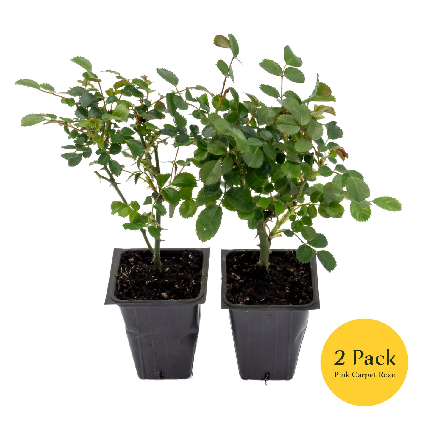 Pink Carpet Rose | Live Plant in 2.5 Inch Nursery Cube | Rosa ‘Flower Cover Pink’