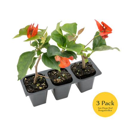 San Diego Red Bougainvillea | Live Plant in 2.5 Inch Nursery Cube | Bougainvillea × buttiana 'San Diego Red'