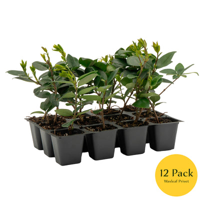 Waxleaf Privet | Live Plant in 2.5 Inch Nursery Cube | Ligustrum Japonicum 'Texanum'