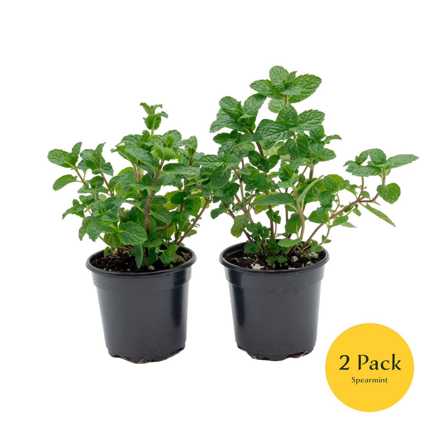 Spearmint | Live Herb in 4 Inch Nursery Pot | Mentha Spicata