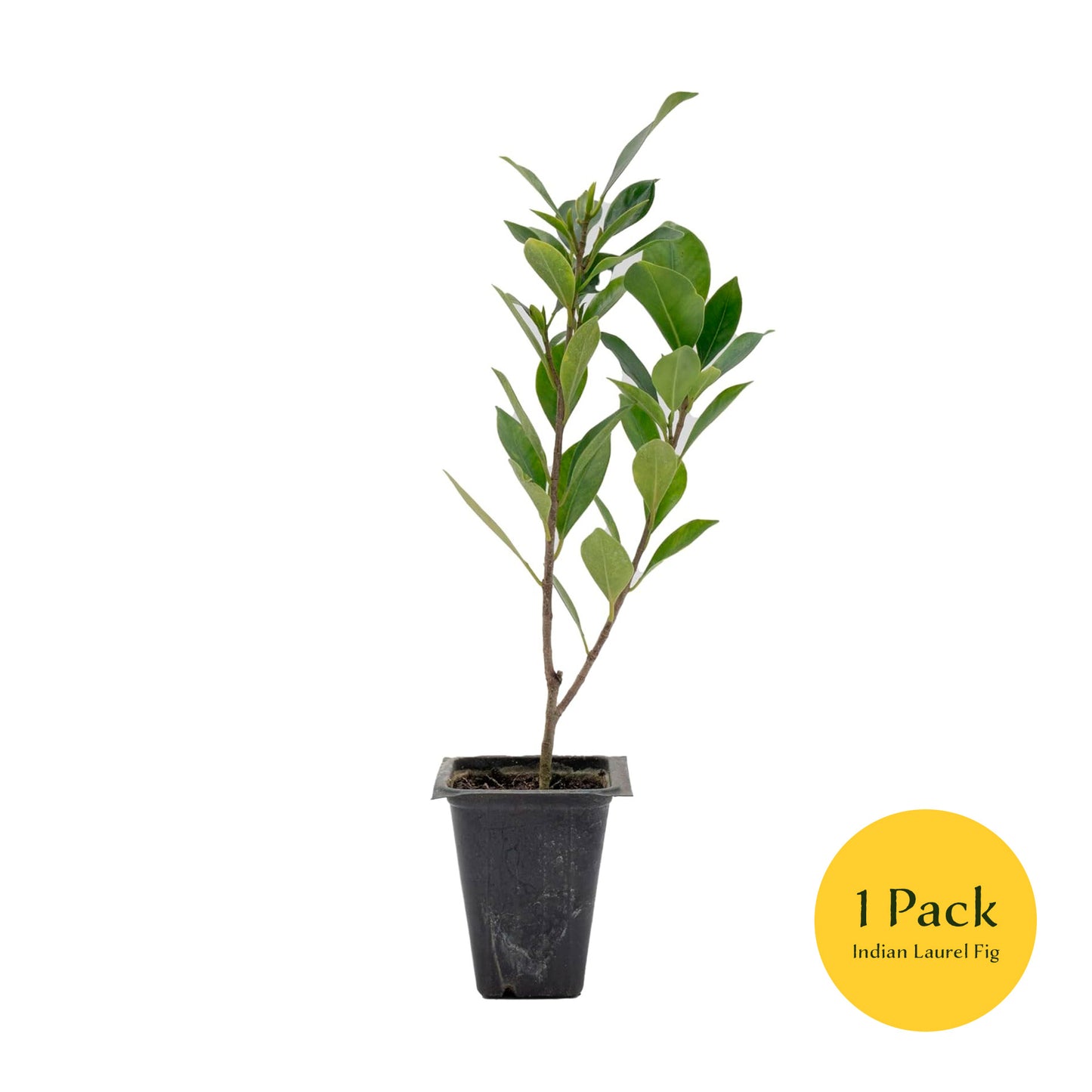 Indian Laurel Fig Tree | Live Sapling in 2.5 Inch Nursery Cube | Ficus Nitida