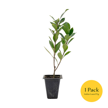 Indian Laurel Fig Tree | Live Sapling in 2.5 Inch Nursery Cube | Ficus Nitida